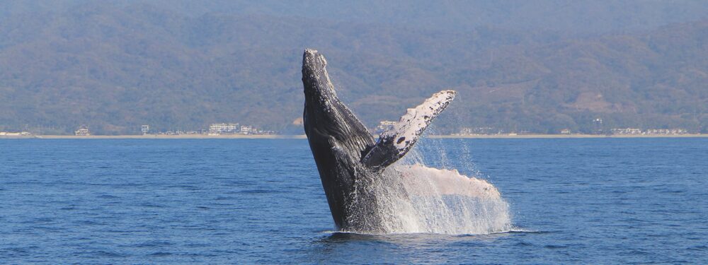 Marietas discovery - Image 4
